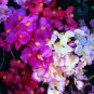 Begonia Cocktail Mix 2,000 seeds