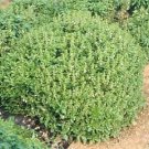 Basil Green Globe 2,000 seeds