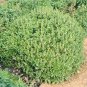 Basil Green Globe 2,000 seeds