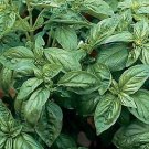 Basil Genovese Compact Improved 2,000 seeds