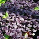 Basil Red Boza 2,000 seeds