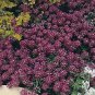Alyssum Rosie O'Day 10,000 seeds