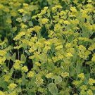 Bupleurum Griffiti 2,000 seeds