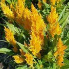 Celosia Pampas Plume Gold 2,000 seeds