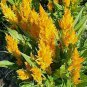 Celosia Pampas Plume Gold 2,000 seeds