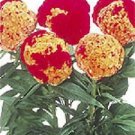 Celosia Kurume Corona 1,000 seeds