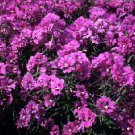 Clarkia Passion for Purple 2,000 seeds