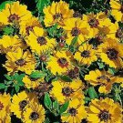 Coreopsis basilis Sunshine 2,000 seeds