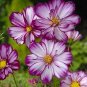 Cosmos Fizzy Rose Picotee 1,000 seeds