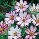 Cosmos Candy Stripe 2,000 seeds