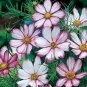 Cosmos Candy Stripe 2,000 seeds