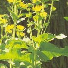 Inula magnifica 1,000 seeds