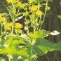 Inula magnifica 1,000 seeds