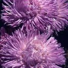 Aster Giant Ray Light Blue 2,000 seeds