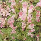 Lamium purpureum 1,000 seeds