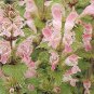 Lamium purpureum 1,000 seeds
