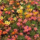 Leptosiphon French Stardust 10,000 seeds