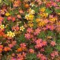 Leptosiphon French Stardust 10,000 seeds