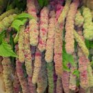 Amaranthus Mira 1,000 seeds