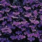 Lobelia Riviera Midnight Blue 5,000 seeds
