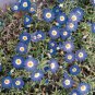 Nolana Bluebird 1,000 seeds