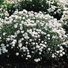 Achillea ptarmica The Pearl Superior 5,000 seeds