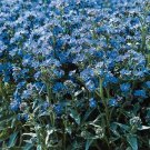 Anchusa capensis Blue Angel 2,000 seeds