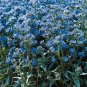 Anchusa capensis Blue Angel 2,000 seeds