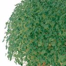 Chia Salvia hispanica 1,000 seeds