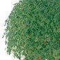 Chia Salvia hispanica 1,000 seeds