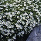 Arenaria montana 1,000 seeds