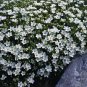 Arenaria montana 1,000 seeds
