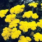 Achillea coarctaca Gold Coin Dwarf 2,000 seeds