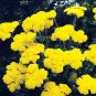 Achillea coarctaca Gold Coin Dwarf 2,000 seeds