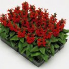 Salvia Early Bonfire 2,000 seeds