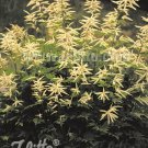 Aruncus kamtschaticus 2,000 seeds