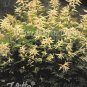 Aruncus kamtschaticus 2,000 seeds