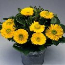 Calendula Greenheart Gold 1,000 seeds