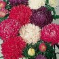 Aster Milady Mix 2,000 seeds