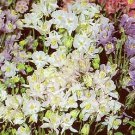 Aquilegia caerulea Biedermeier Mix 2,000 seeds