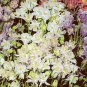 Aquilegia caerulea Biedermeier Mix 2,000 seeds