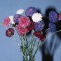 Scabiosa QIS Mix 1,000 seeds