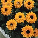 Rudbeckia hirta Goldilocks 1,000 seeds