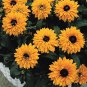 Rudbeckia hirta Goldilocks 1,000 seeds