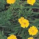 Coreopsis grandiflora Sunray 2,000 seeds