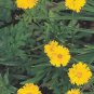 Coreopsis grandiflora Sunray 2,000 seeds