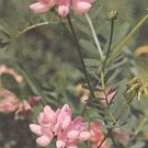 Coronilla (Crownvetch) varia 5,000 seeds
