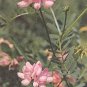 Coronilla (Crownvetch) varia 5,000 seeds