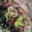 Coleus Rainbow Mix 2,000 seeds