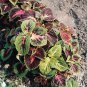Coleus Rainbow Mix 2,000 seeds